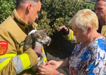 Kleine kat in nood gered door alerte fysiotherapiepraktijkhoudster en brandweer in Kerkrade