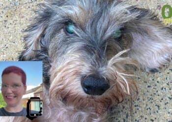 Oproep: Wie heeft Joep de teckel (15) gezien?