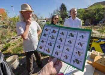 Bijen tellen in de Dobbetuín