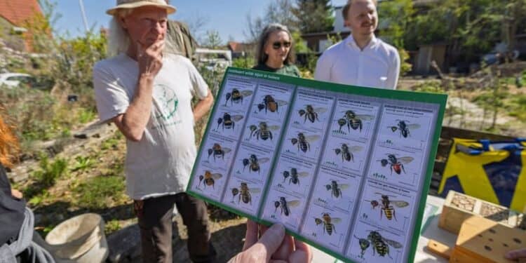 Bijen tellen in de Dobbetuín