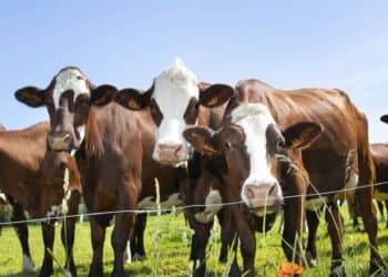 Nieuwe subsidieregeling voor Limburgse veehouders