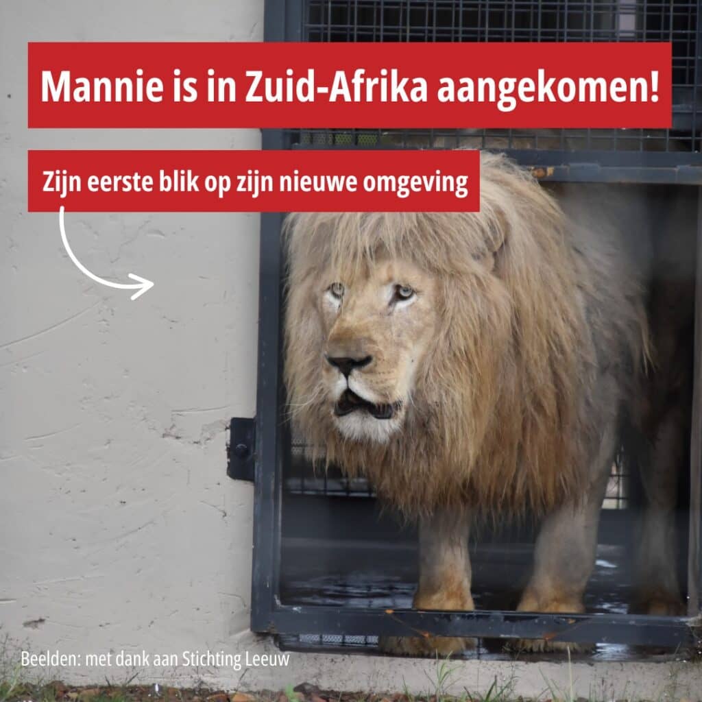 Leeuw Mannie uit Landgraaf aangekomen in Zuid-Afrika