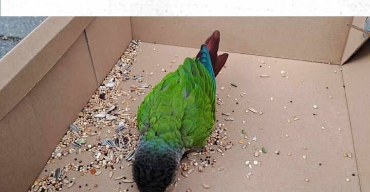 Verloren papegaai zoekt thuis