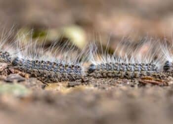 De Strijd Tegen de Eikenprocessierups