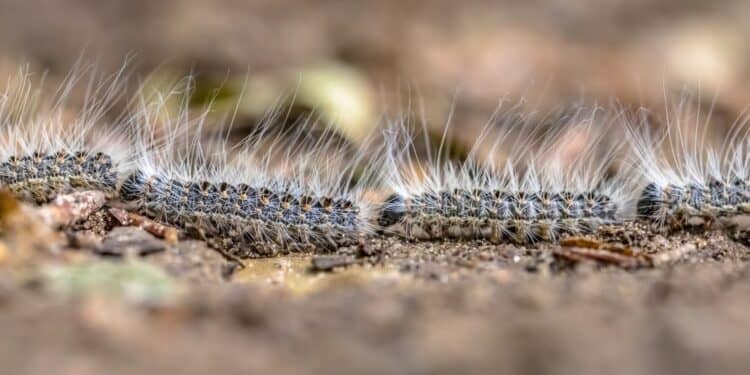 De Strijd Tegen de Eikenprocessierups