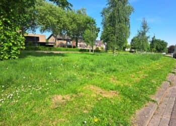 Brunssum kiest voor sinusmaaien: meer bloemen, insecten en biodiversiteit