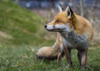 Vossenlintworm: Een Sluipende Bedreiging voor Mens en Dier