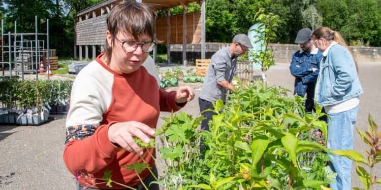 Gratis planten voor Heerlenaren
