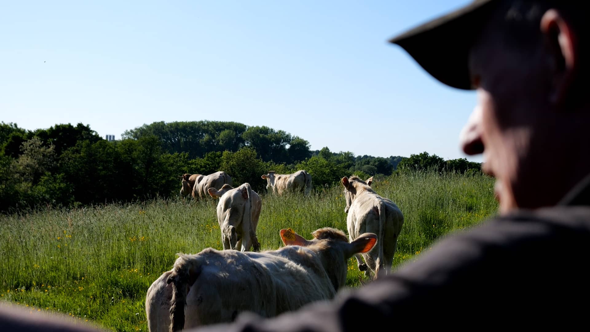 Lentefeest op vier poten: Laatste koeien in Eygelshoven eindelijk de wei in!