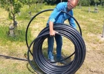 Gezonde bomen in Clemenspark dankzij nieuwe drainage