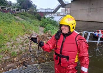Brandweercollega’s redden jong torenvalkje uit Maas