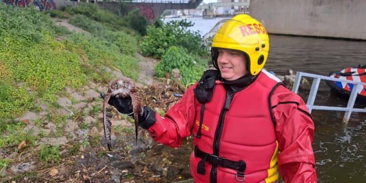 Brandweercollega’s redden jong torenvalkje uit Maas