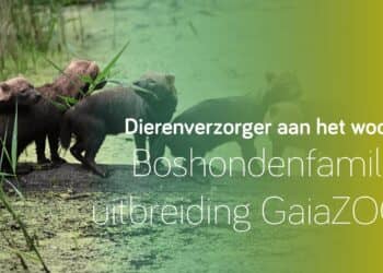 Boshondenfamilie in GaiaZOO breidt zich opnieuw uit