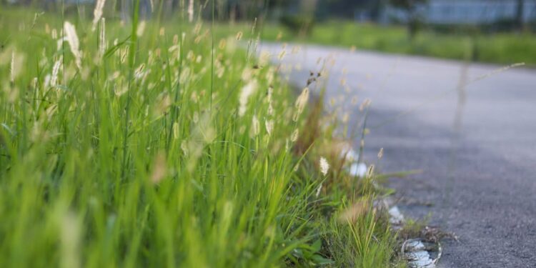 Extra inzet tegen onkruid in Brunssum