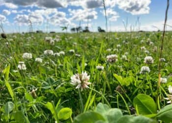 Gemeente Beekdaelen steunt actie ‘1001 hectare kruidenrijk grasland’
