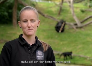 Bijzonder verhaal: Hoe is het nu met het gorillajong?