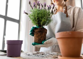 Werken aan de Groene Stad: Workshops in de Tuin