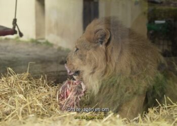 Kijktip Afrikaanse leeuwen in GaiaZOO