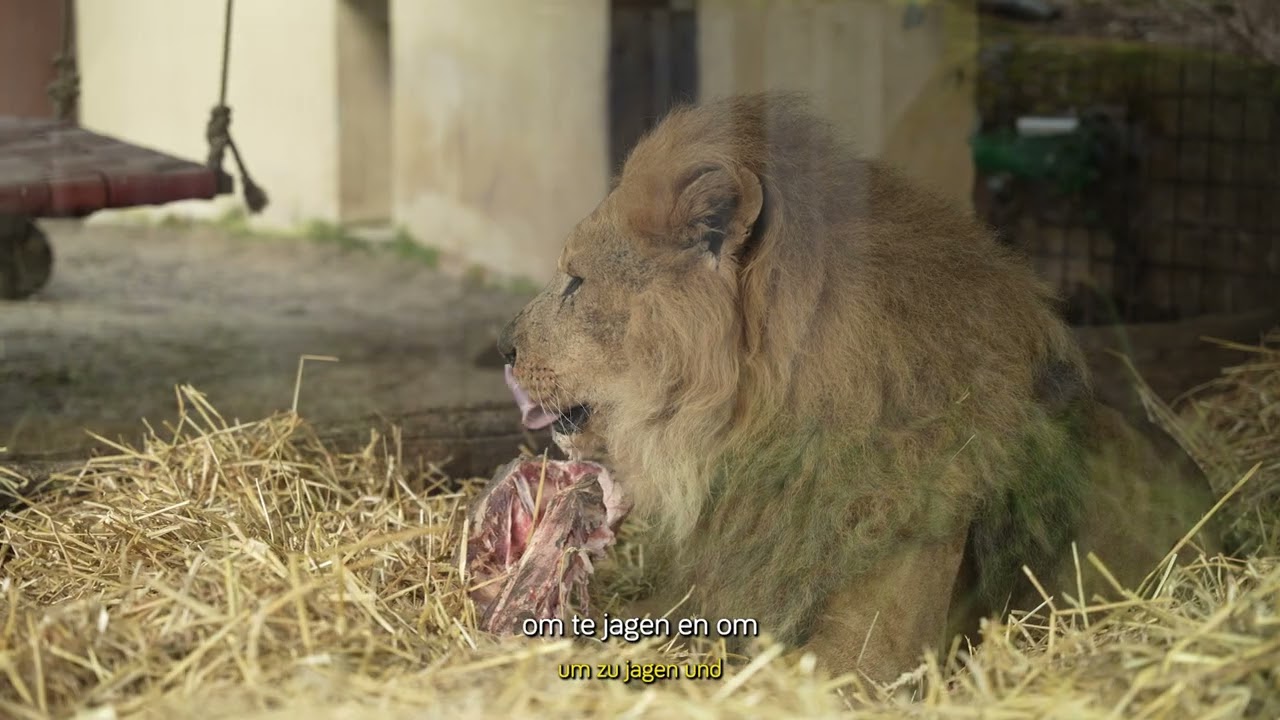 Kijktip Afrikaanse leeuwen in GaiaZOO