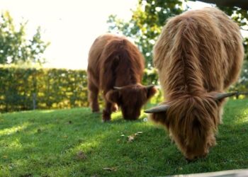 GaiaZOO: update over de Schotse hooglanders