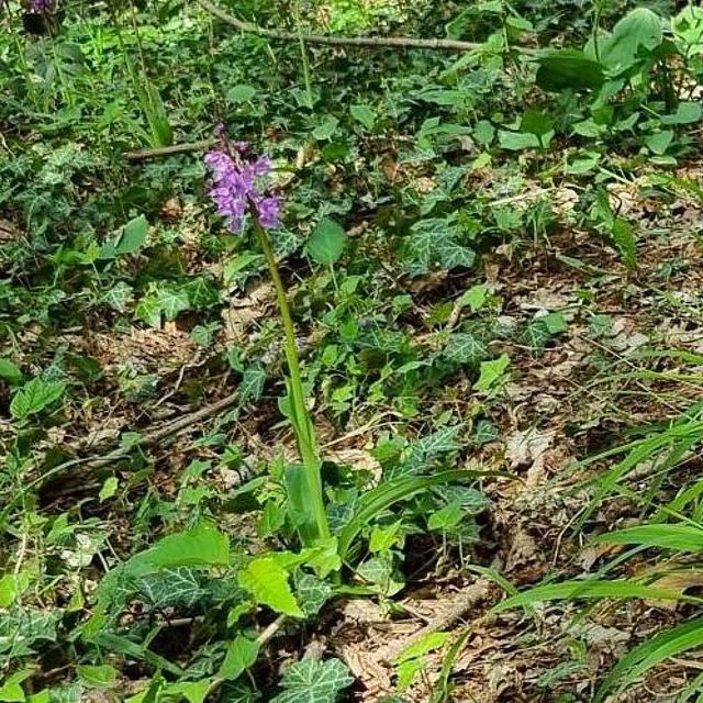 Bosbeheer op de Putberg