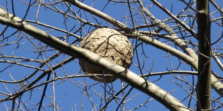 Aziatische hoornaar: bedreiging voor Limburg?