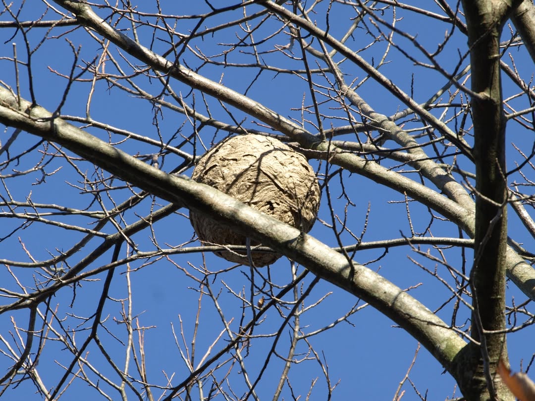 Aziatische hoornaar: bedreiging voor Limburg?