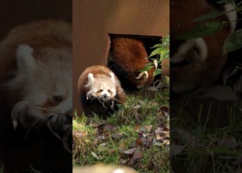 Update: Rode panda’s weer naar buiten