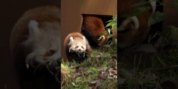 Update: Rode panda’s weer naar buiten