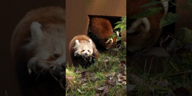 Update: Rode panda’s weer naar buiten