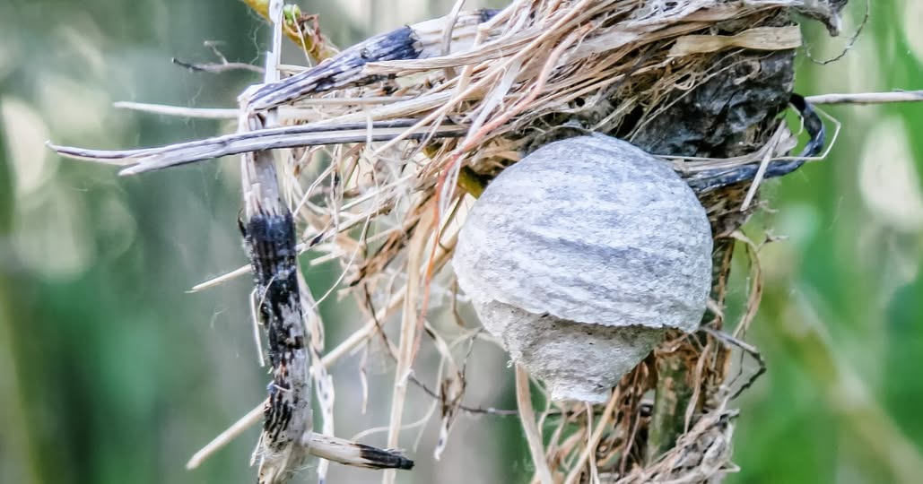 Aziatische Hoornaar: Vroege Nesten Signaleren en Melden